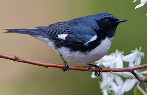 Black-throated Blue Warbler