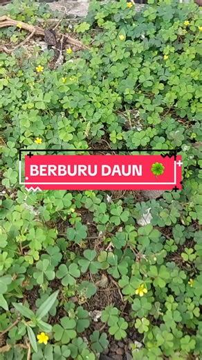 Perburuan Daun semanggi 4 ruas pun dimulai setelah tamat lihat drakor #canthislovebetranslated .. kalian ada yang lihat ??? siapa tau dapet hoki nya...