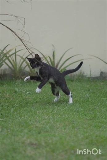 This Action Cat Outsmarts His Owner 😹 | Smart Cat Tricks That Shock Everyone