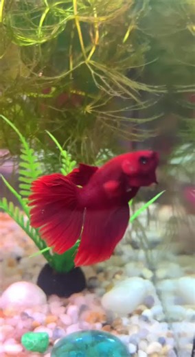 Cute Betta Fish Swimming 😍 #shorts #bettafish