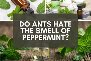Do Ants Hate the Smell of Peppermint? Here's What to Know