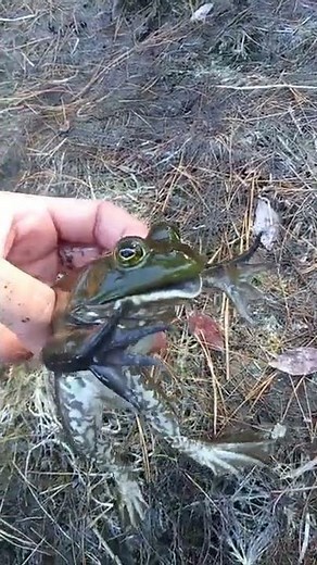 Dramatic and Funny screaming frog