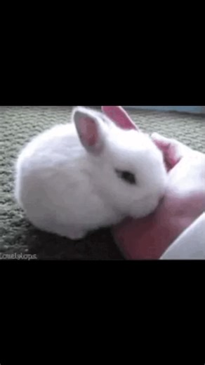 Cute Bunnies Moments That Will Melt Your Heart