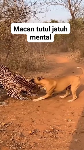 138K views · 1.4K reactions | Leopard macan tutul jatuh mental di keroyok dua anjing pemburu  #hunting #dog #leopard #anjingpemburu #macantutul #semuaorang | Ilal Azhari | Facebook