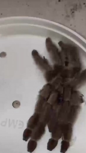 Who knew this??? Who didnt tell me? #growl #tarantula #spider #arachnophobia #pettok #nope #foryou #fyp #nature #creepy #foodchain #aintnoway
