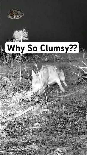 Butterfingers Coyote Almost Lost the Score