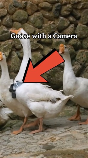 Devs transformed us into Goose Overlord 🪿🤣#gooseoverlord #wwmccps3 #wherewindsmeet