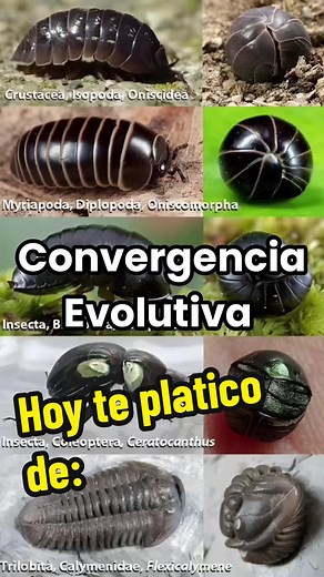 Convergencia Evolutiva: Un Fenómeno Biológico Fascinante