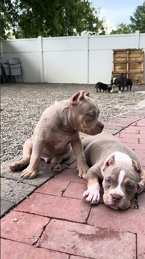 🐾 American Pitbull Puppy in Slow Motion | Beautiful Shots #PitbullPuppy #AmericanPitbull #DogShorts