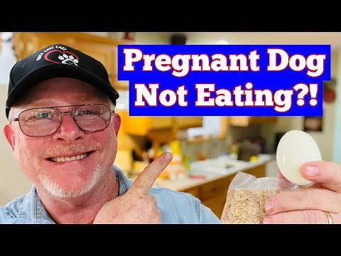 How To Feed A Pregnant Dog! Tips For Picky Eater Dog Food!