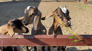 Young Nubian goat eats a fresh sprout and doesn't share with another goat, selective focus. Domestic cloven-hoofed animals