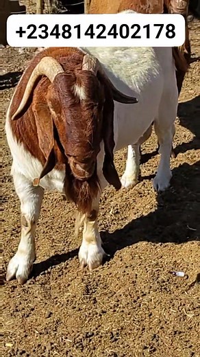 6.5K views · 107 reactions | A strong herd starts with a solid...