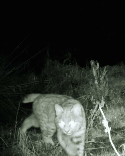 Young Bobcat Patrols a Forest Stream | Trail Cam Wildlife