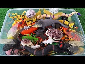 Best Insect Toys For Kids Learn Insects Names and Sounds for Kids