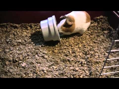 NEW! Kaytee Complete Guinea Pig Kit - Cage and Supplies - Test and Review