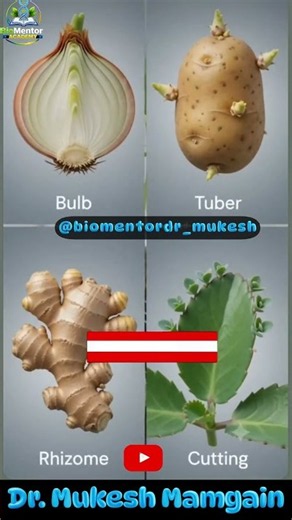 🌱 Vegetative Propagation Explained | Asexual Reproduction in Plants | Animated Video 🌿#biology