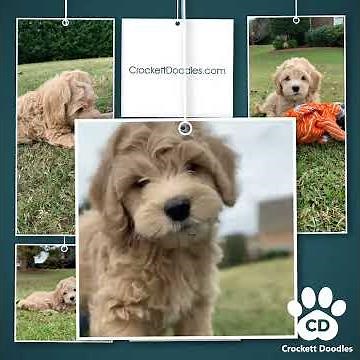 Mini Goldendoodle Puppies Available!