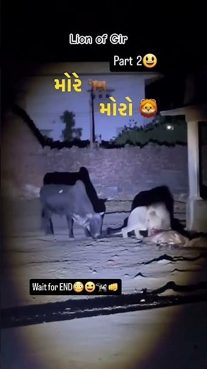 bull attack on lion | #lion #gir #animals #asiaticlion #wildlife #lion #bigcatswildlife #shorts