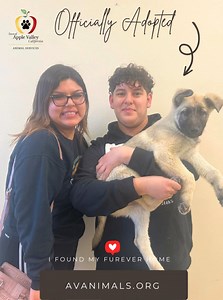 Pet Adoption- Apple Valley Animal Shelter A few of the AVAS pets have found their Furever Home. These happy families applied for adoption for these cute pets and were thrilled that their application was selected. So happy to see that these cool pets will have a new family who will love and care for them! For the current list of our “Adoptable Pets” and animals “Holding” at our facility, which may be available for adoption if not returned-to-owner, can be viewed at the below links. These links ar