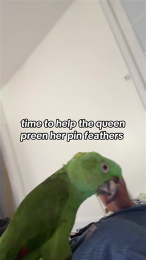Helping My Parrot Preen Her Pin Feathers