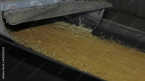 Grain moves on a general conveyor belt, rollers, maintenance area. A high tech stainless steel conveyor belt, in a clean, modern food processing facility, rushes barley from storage to processing.