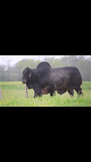 Mr V8 724/8 Sire: Mr V8 380/6 Dam: Miss V8 464/6 Mr. V8 724/8 is currently producing both Conventional semen and Females Sexed Semen using STgenetics® 4M High Purity™ protocol. This semen is available for sale and can be exported worldwide.🌎🌎🌎 This bull possesses a well-balanced physique and a captivating masculine presence. His testicles are large and beautiful, with well-developed musculature in the hindquarters. He has a deep and muscular body, with a dense coat of dark gray pigment, which