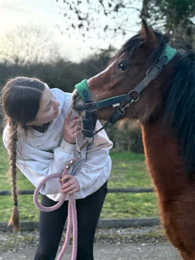 Welsh Ponies: Meet Our New Addition!