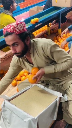 A young worker carefully hand-packs fresh citrus into crates for export