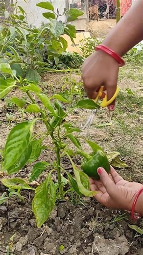 Capsicum planting made easy - harvest easy way. 🫑🫑