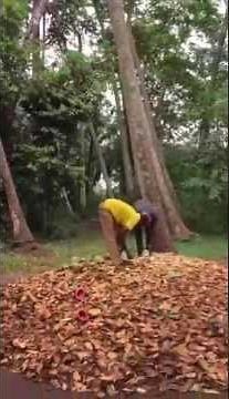 Butterfly sings Hakuna Matata & Twerks in a Tree 2016 Zanzibar trip.