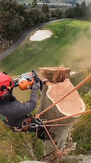 295K views · 798 reactions | Dangerous tree cutting with full safety 了 #stihl #usa #treefelling #fbreels #fbreelsvideo #reelsvideo #treeservice #treeclimbing | Tree Arborist | Facebook