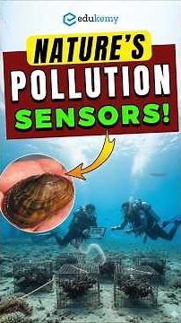 Aegean Sea Pollution Explained 🌍 Mussels Reveal Ocean Secrets