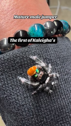 1K views · 202 reactions | Look at that face 﫠 #jumpingspider #jumpingspiderbreeder #cutepets #petspider #spiders #phidippusregius #spoododdities | Spood Oddities | Facebook