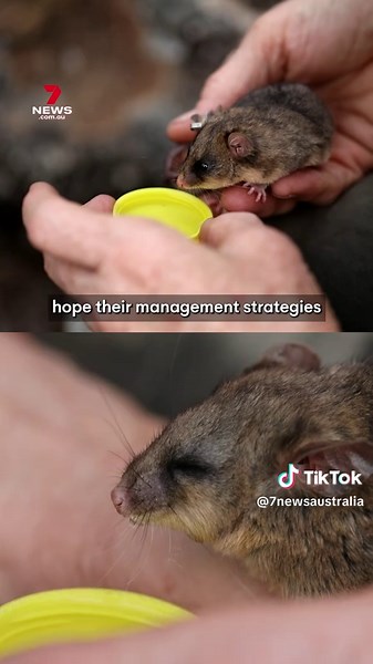An epic triumph today for a tiny endangered creature. The mountain pygmy possum is surging back to healthy population numbers in Snowy Mountains in the Kosciuszko National Park. More than 950 adults are estimated to be in the wild up from 700 following the Black Summer Bushfires in 2020. Conservationists hope their management strategies will protect the species. #possum #endangeredanimal #marsupial #pygmy #australia #conservation #conservationist #7NEWS