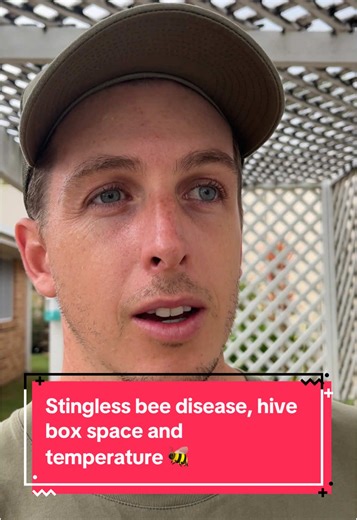 Understanding Stingless Bee Health Challenges
