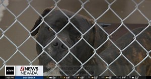 Nevada Humane Society Offers Dog Bite Prevention Tips