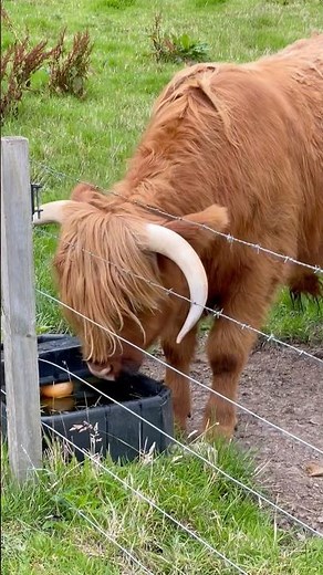Fluffy Highland Cows Up Close 🐮✨