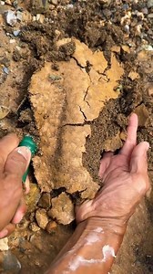 We've found a bloated mud with mixed gravel in the river that contains a lot of gold 😱 . . #gold #goldinmud #goldhunting #treasurehunting #river | Christopher Santing