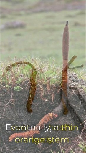 The Mushroom That Grows From Insects 😳 | Cordyceps Explained