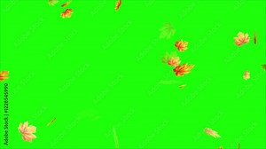 Fall autumn leaves animation - Vertical video on green screen, autumn leaves transitions 4k. Falling autumn leaves 4K animation video with a green screen background. Autumn Leaves Falling