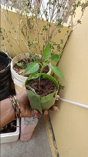 Eco friendly banana leaf pot #organicfarming #bananaleaf #gardening #banana leaf cup