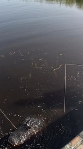 Playing with a giant 12’4 alligator!! 🐊 #trophyhunting #publicland #publiclandhunting #nobaitneeded #caughtslippin #hegone #guidedhunts #guidelife #myhappyplace | Swamp Addict Outdoors