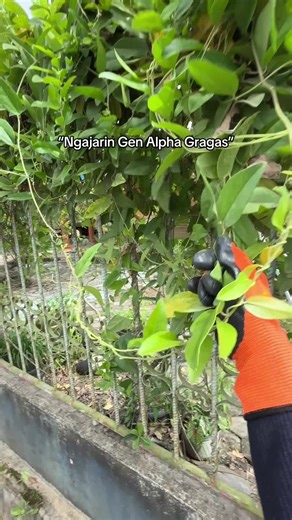 Pembuatan Cincau Hijau: Cara dan Tips