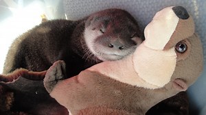 Film goes behind the scenes to show work of animal rescues at St. Francis Wildlife