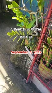 Sumada sa Petsa para sa September 6, 2025. #stlsumada #stl | STL Tips at Sumada Nationwide