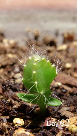 Dragon fruit growing time lapse - 126 days in 56 seconds