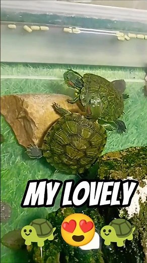 Red Eared Slider Turtles in Action 🐢🔥 | Cute & Active Moments