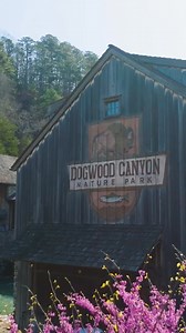 Spring has sprung here at Dogwood Canyon 🌸 The hues of the season are here finally! The redbuds and dogwoods are blooming, wildlife activity is increasing, and the leaves are returning to the trees. | Dogwood Canyon