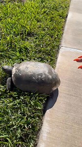 187K views · 365 reactions | Sebastian Maniscalco on Reels | Facebook