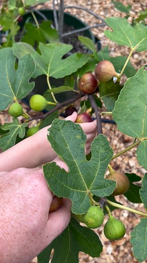 Teramo Join our Fig Trees USA community to connect with fellow fig enthusiasts! https://www.facebook.com/share/g/15nEXAm8F2/?mibextid=wwXIfr #figtreesusa #figs #FigHouse #fruit #teramofig | Fig Trees USA